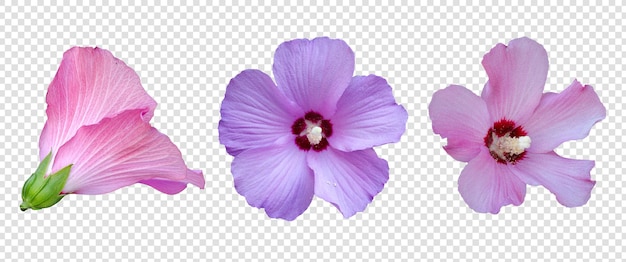 Flower object with transparent background psd