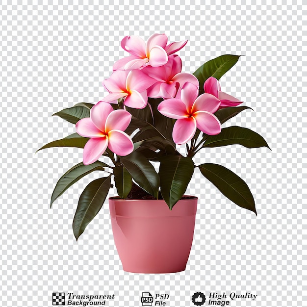 flower pot plumeria isolated on transparent backgroundpng