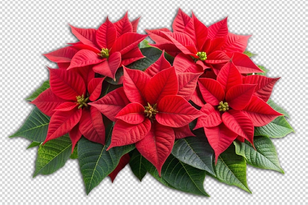 PSD flower red poinsettia christmas flowers png