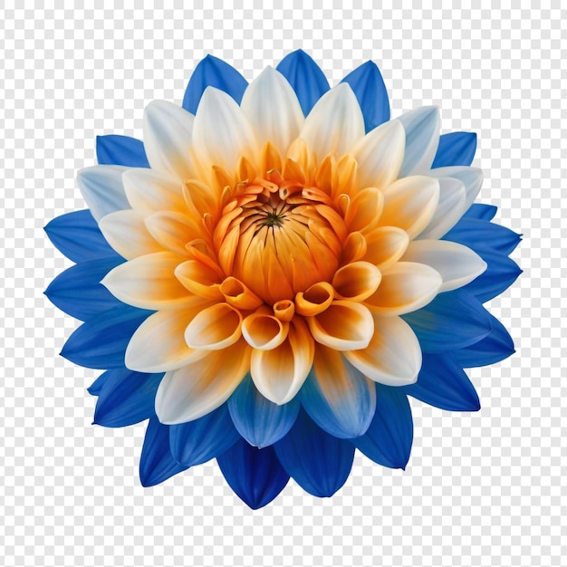 a flower that is blue and yellow