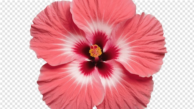 a flower that is pink and red