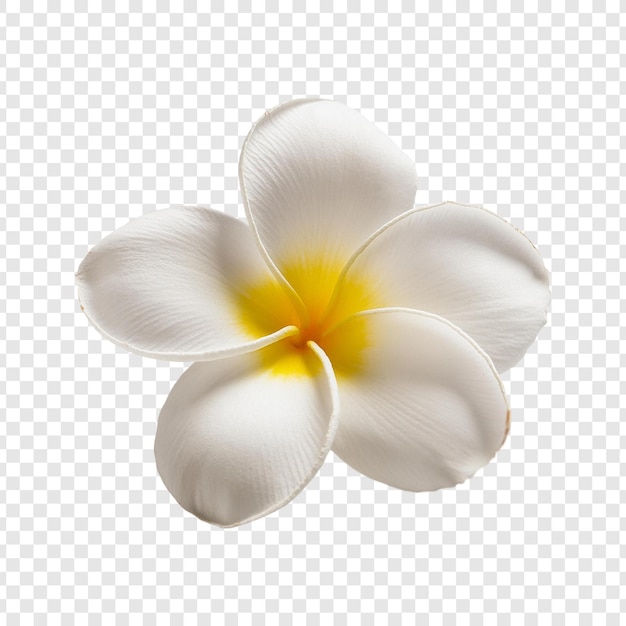 a flower on a transparent background with a yellow center