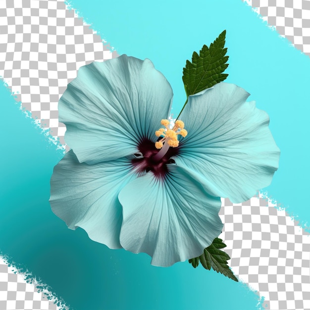 a flower with a blue background with a green leaf.