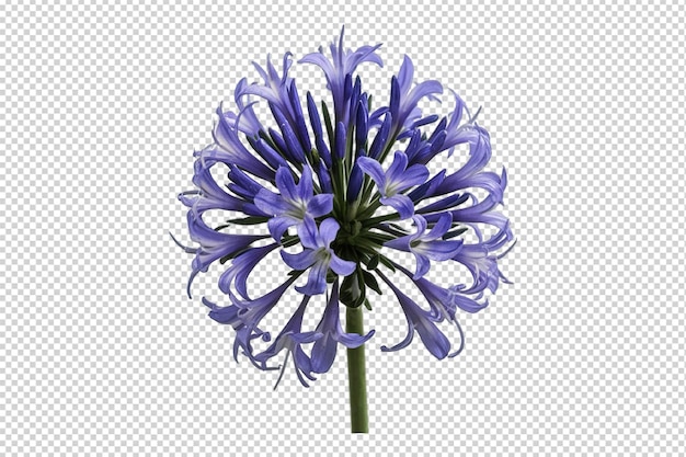 PSD a flower with blue petals and the words blue on a transparent background