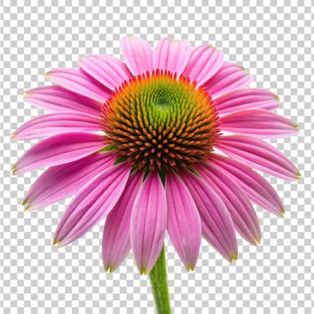 a flower with a green center and the center of the center