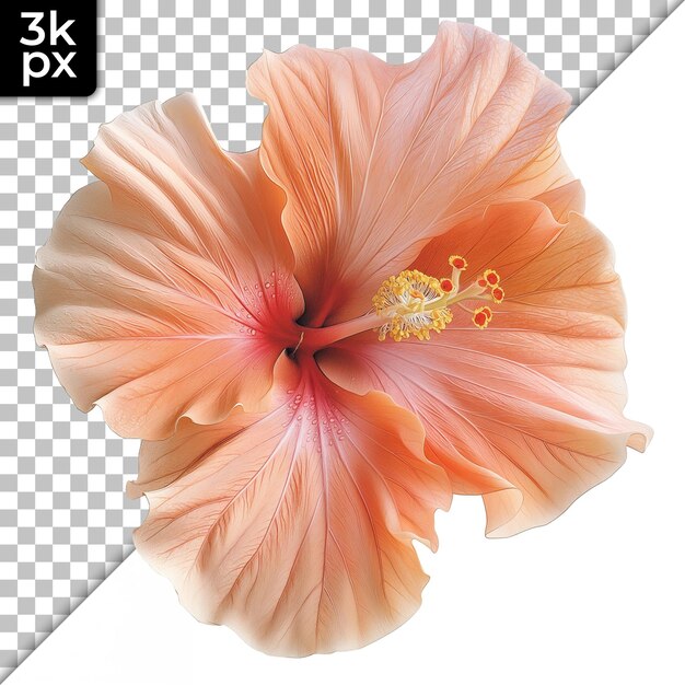 a flower with a hibiscus flower on it