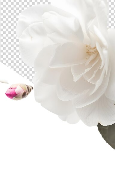 PSD a flower with a pink petal on it