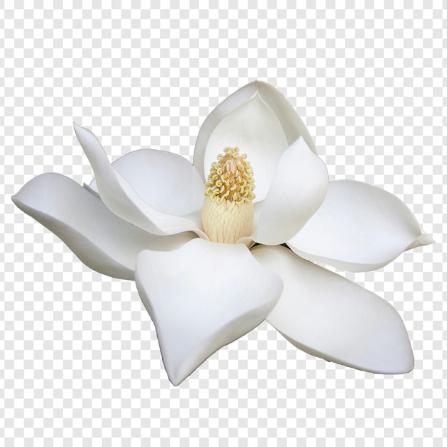 flower with transparent background