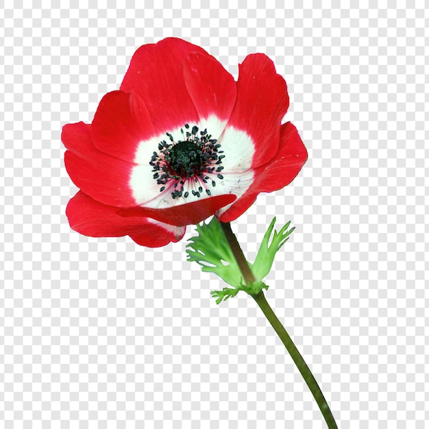 flower with transparent background