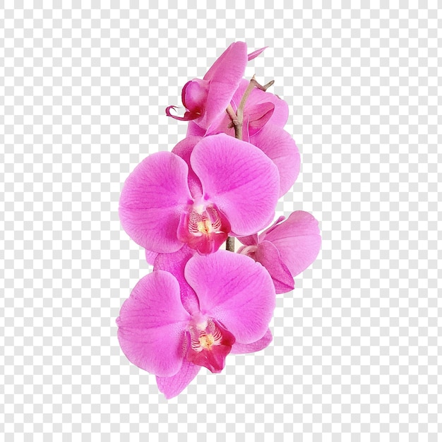 flower with transparent background