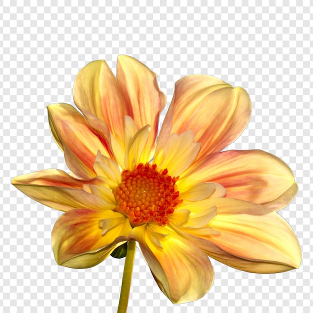 flower with transparent background