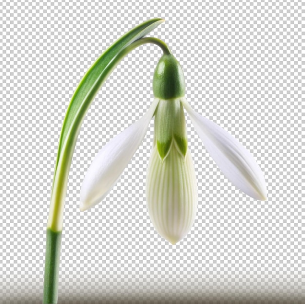 PSD a flower with a white bud that says quot spring quot