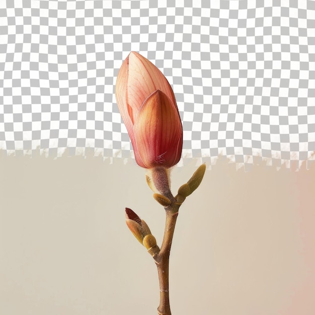 PSD a flower with the word tulip on it