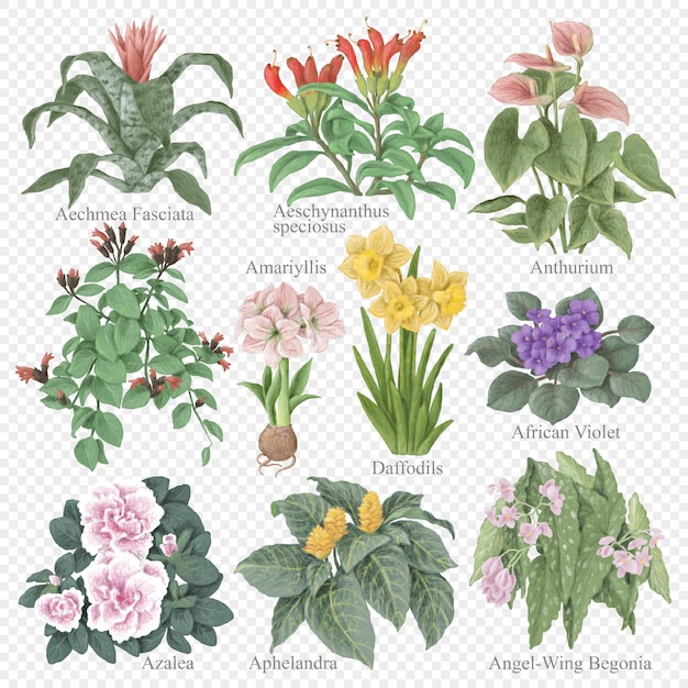 Flowering home plants hand drawn digital illustrations set