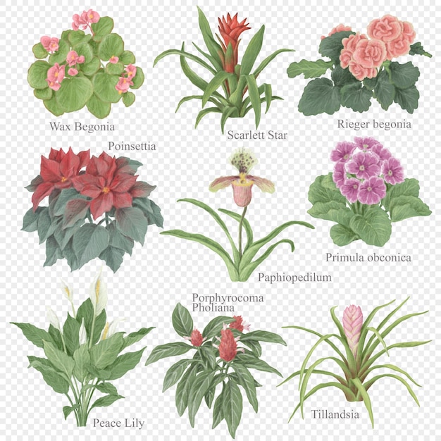 Flowering indoor plants clipart set