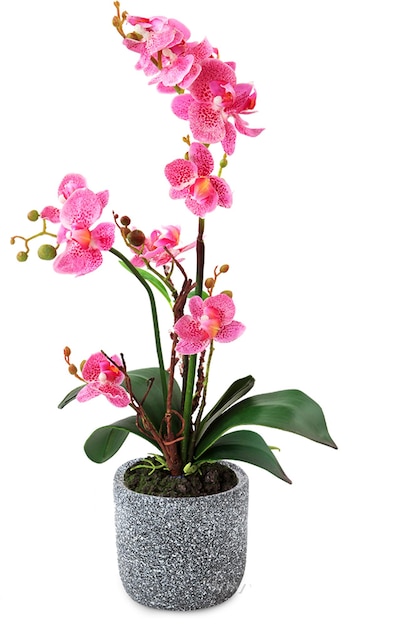 flowerpot orchids orchid flower