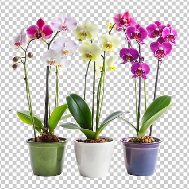 Flowers in a modern design vase Transparent Background PNG