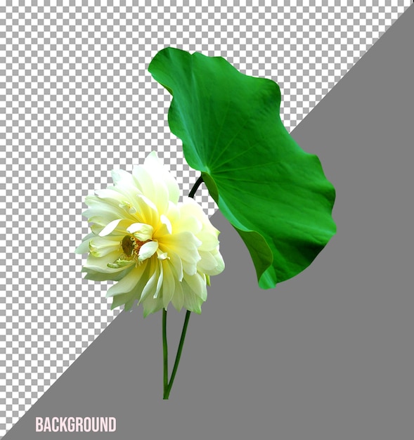 flowers PNG image