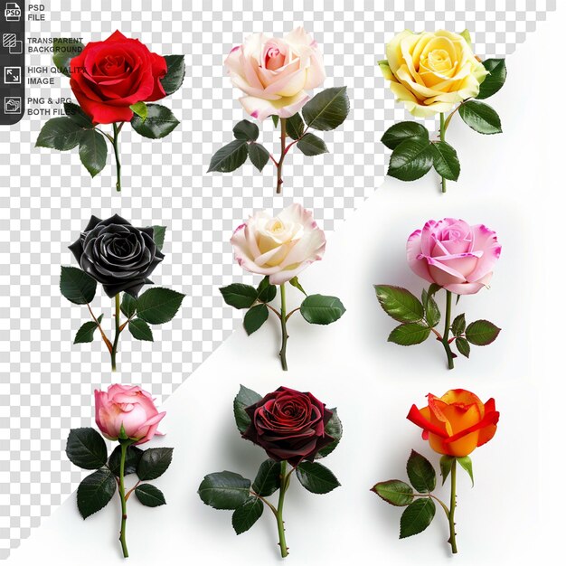 PSD flowers on a transparent background