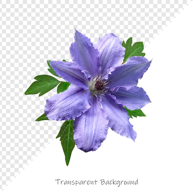 Flowers with transparent background