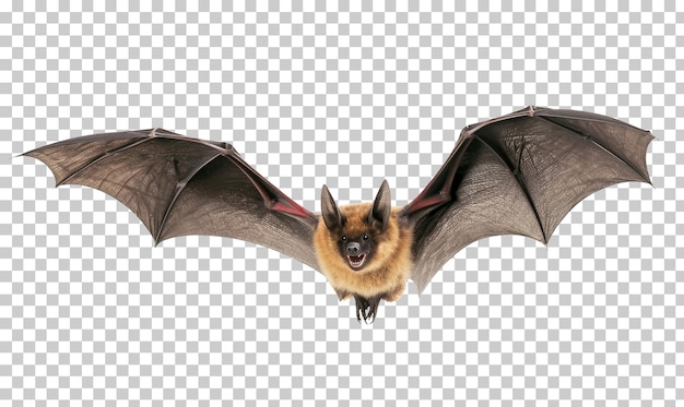 Flying bat isolated on transparent background png psd