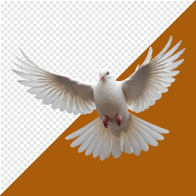 Flying Dove Isolated on Transparent Background Dove png