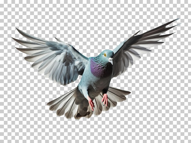 Flying pigeon isolated on transparent background png psd