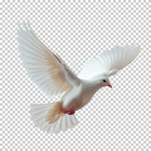 Flying pigeon isolated on transparent background