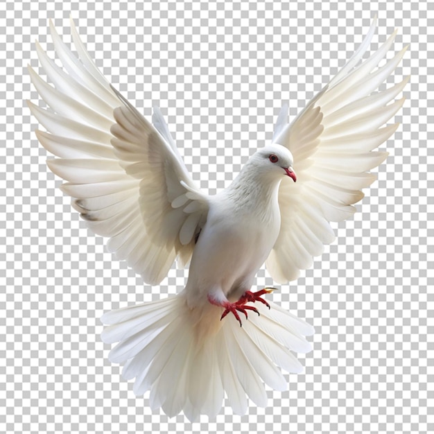 PSD flying pigeon isolated on transparent background