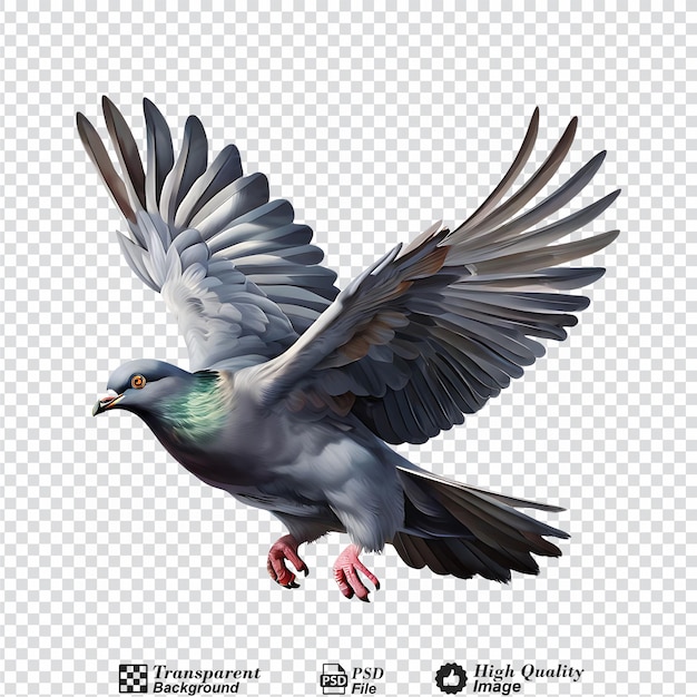 flying pigeon isolated on transparent background