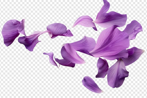 flying purple flower isolated on transparent background