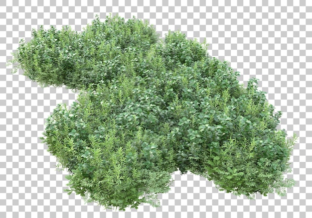 Foliage on transparent background 3d rendering illustration