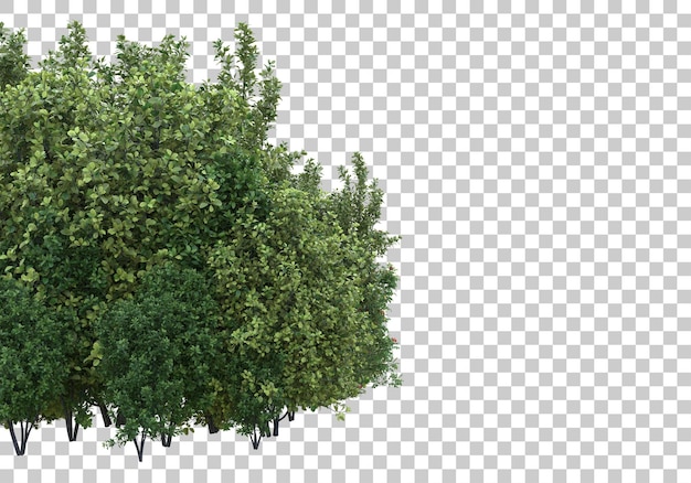 Foliage with transparent background 3d rendering illustration