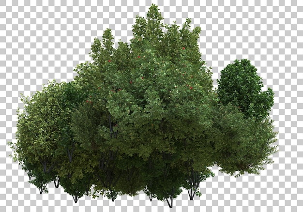 Foliage with transparent background 3d rendering illustration