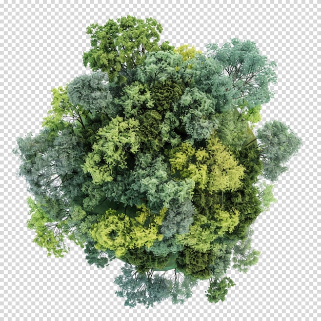 Forest isolated on transparent background