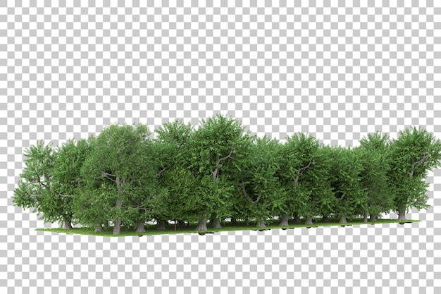 Forest on transparent background 3d rendering illustration