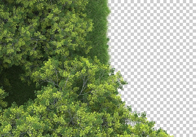 Forest on transparent background 3d rendering illustration