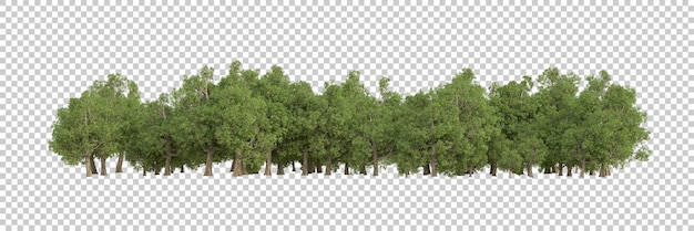 Forest on transparent background 3d rendering illustration