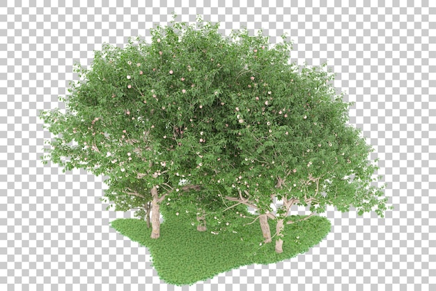 Forest on transparent background. 3d rendering - illustration