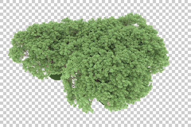 Forest on transparent background. 3d rendering - illustration