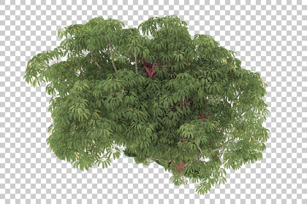 Forest on transparent background. 3d rendering - illustration