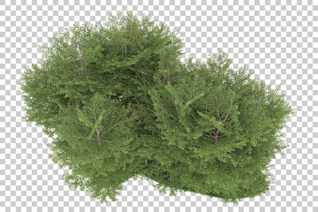 Forest on transparent background. 3d rendering - illustration