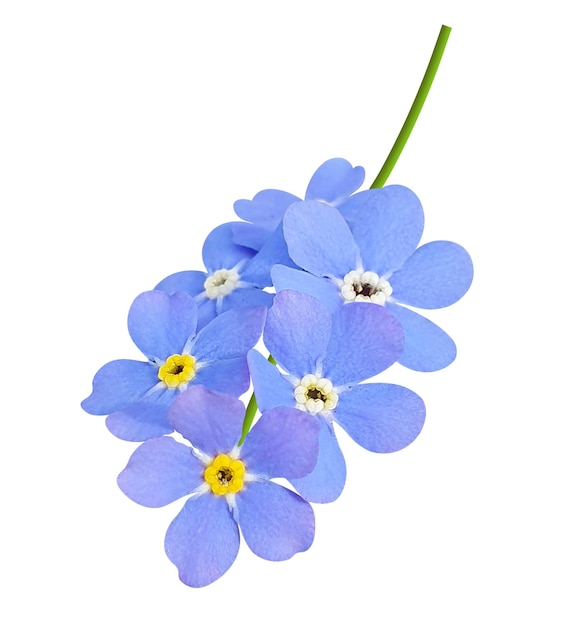 forget me not flowers transparent background on psd file