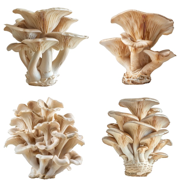 Four Clusters of Oyster Mushrooms