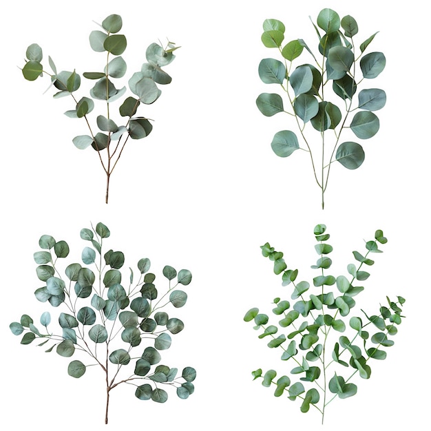 PSD four eucalyptus branches arranged on a white background