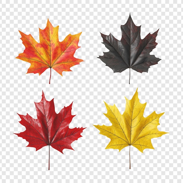 PSD four maple leaves with different fall colors