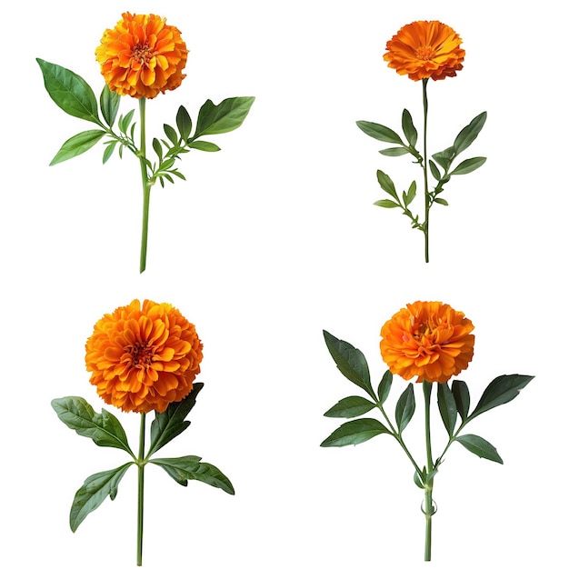 PSD four marigold flowers isolated on a white background