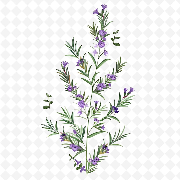 PSD fragrant stem decorated with lavender and rosemary sprigs sh png natural inspired flat borderline