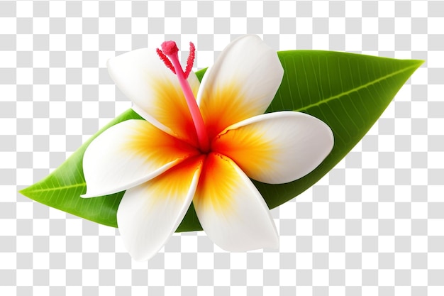 Frangipani flower isolated on transparent background PNG