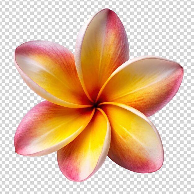 Frangipani flower Isolated on transparent background